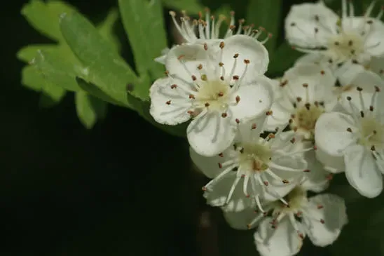 Gros plan sur des fleurs blanches d'aubépine aux étamines visibles