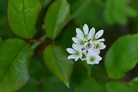 Petite grappe de fleurs blanches sauvages entourée de feuilles vertes