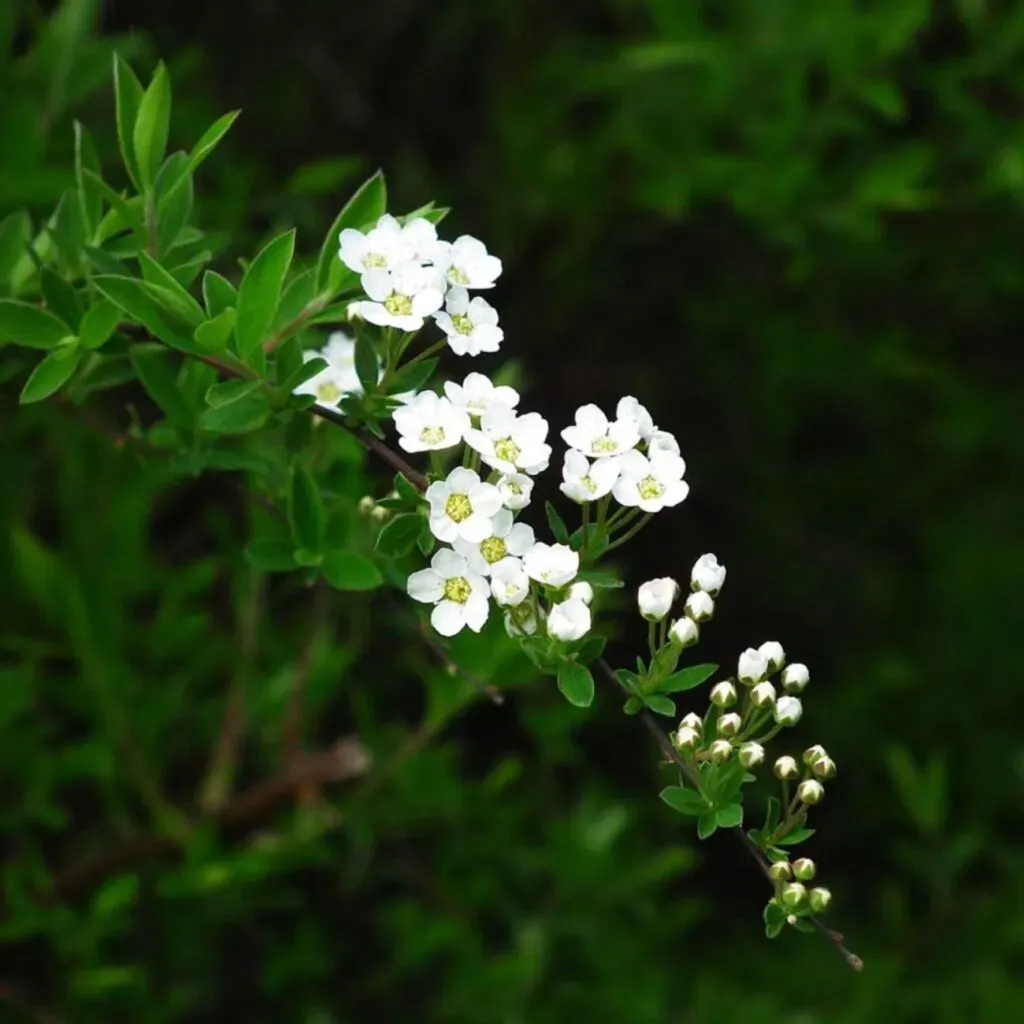 Branche de spirée de Van Houtte en fleurs avec de petites fleurs blanches
